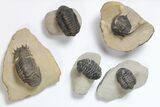 Lot: Assorted Devonian Trilobites - Pieces #119718-2